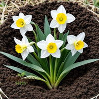 Weiß narcissus blume samen for anpflanzung