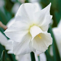 Weiß narcissus blume samen for anpflanzung