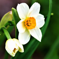 Weiß narcissus blume samen for anpflanzung