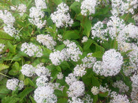 White New Jersey Tea Samen – Ceanothus americanus Hardy Hummingbird Shrub