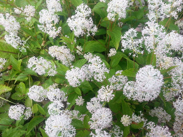 White New Jersey Tea Samen – Ceanothus americanus Hardy Hummingbird Shrub