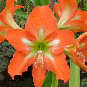 Weiß orange amaryllis barbados blume samen for anpflanzung