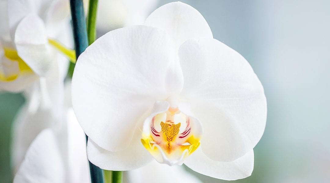 Easy to grow weiß orchid blume samen for home décor

