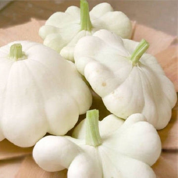Weiße patisson squash samen non-gmo traditionelle variety
