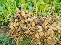 Harvest-ready weiße peanuts aus samen