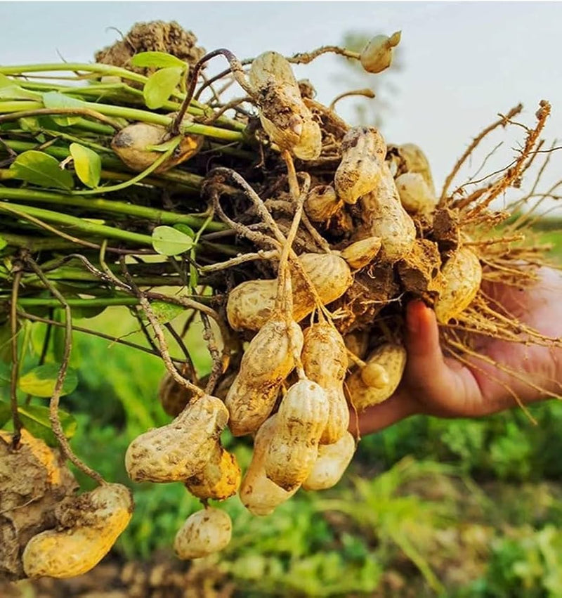 Weiße peanut samen für home garten aussaat, non-gmo