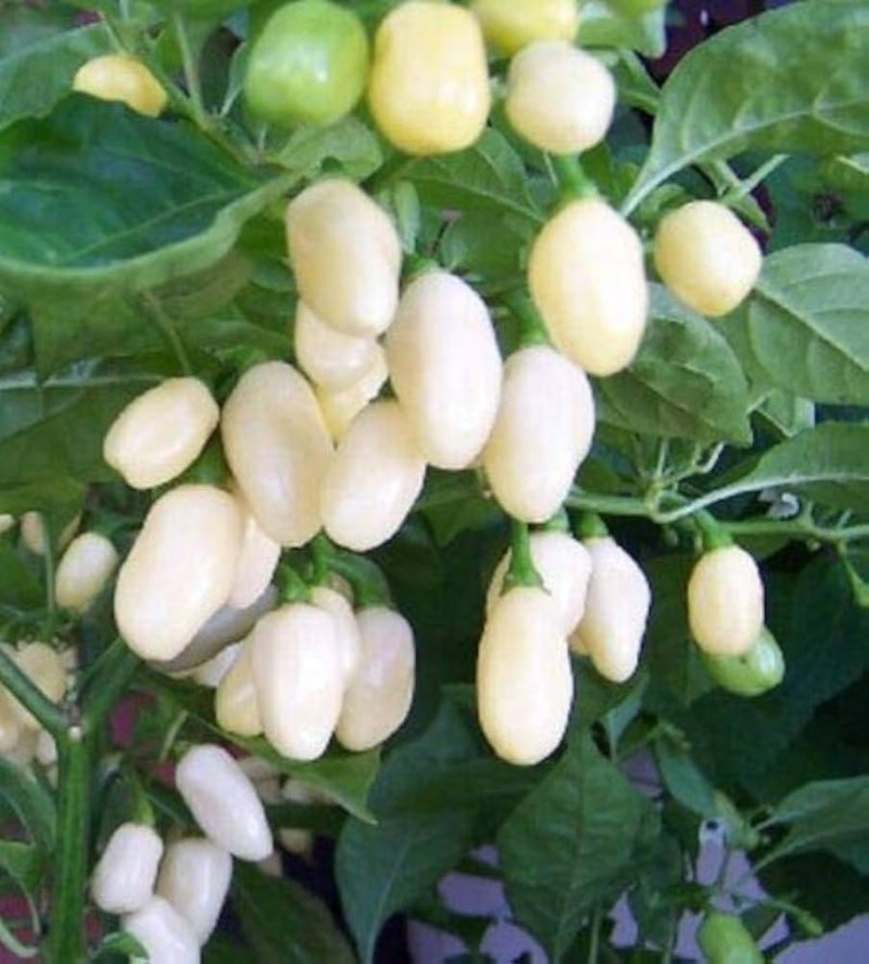 Weiße pepper pflanzen cultivated in outdoor garten bed