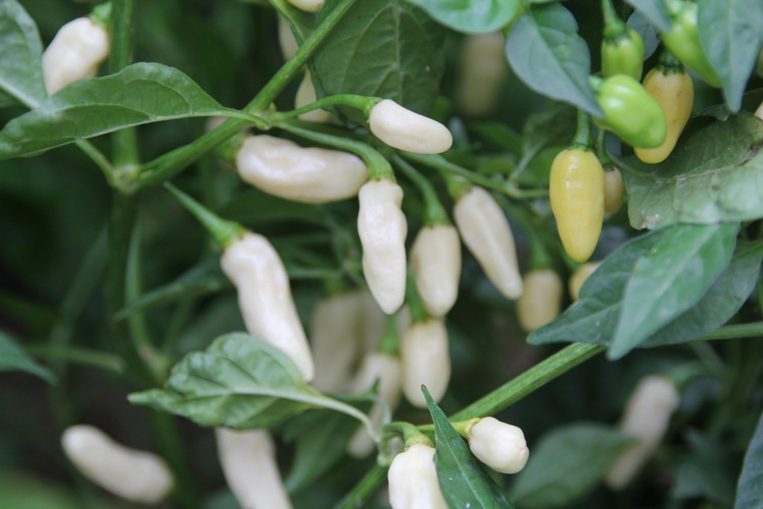 Healthy weiße pepper pflanzen wachsend in full sun
