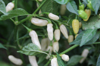 Healthy weiße pepper pflanzen wachsend in full sun