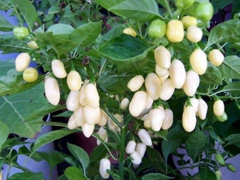 Non-gmo weiße pepper samen für home garten aussaat