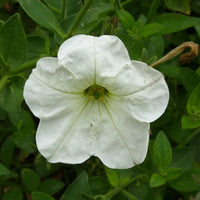 Weiß Petunie Grandiflora Samen Blumensamen zur Aussaat – Landhaus Garten wichtig – Traditionssorte & ohne Gentechnik Samen Hausgarten