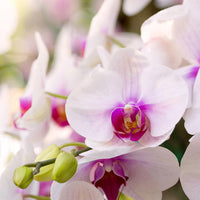 Multi Schmetterlingsorchidee Orchidee Blumensamen Blumensamen zur Aussaat Drought verträglich Traditionssorte & ohne Gentechnik Samen Hausgarten