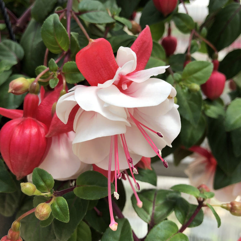 Weiß rosa fuchsia blume samen for garten anpflanzung