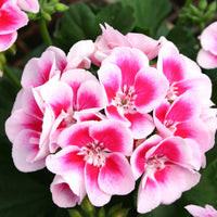 Weiß and rosa geranium blume samen for vibrant garten anpflanzung