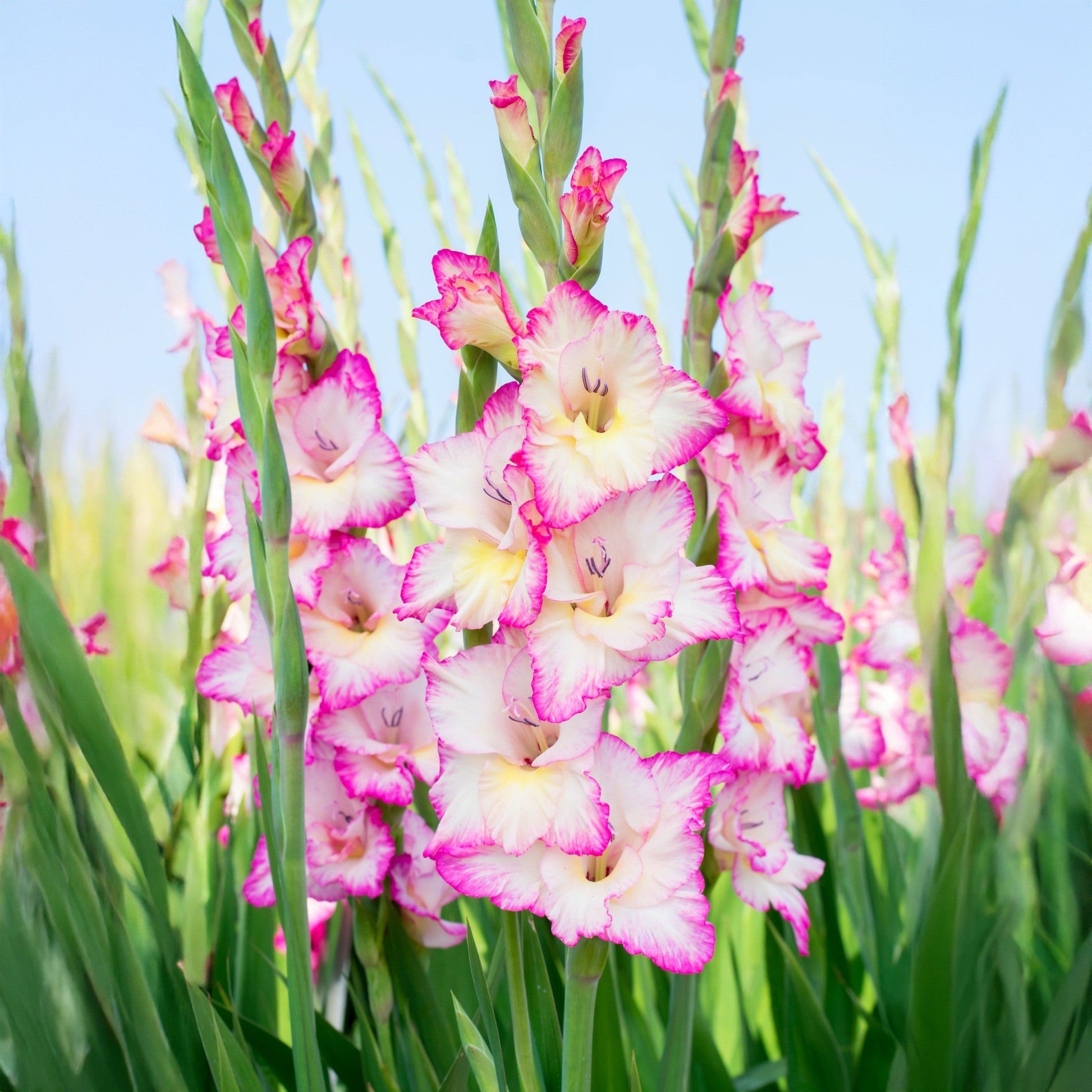 Weiß rosa gladiolus samen for anpflanzung