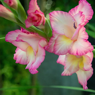 Weiß & rosa gladiolus blume samen for anpflanzung