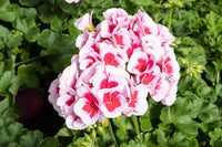 Gemischt Regal Pelargonium Samen zur Aussaat