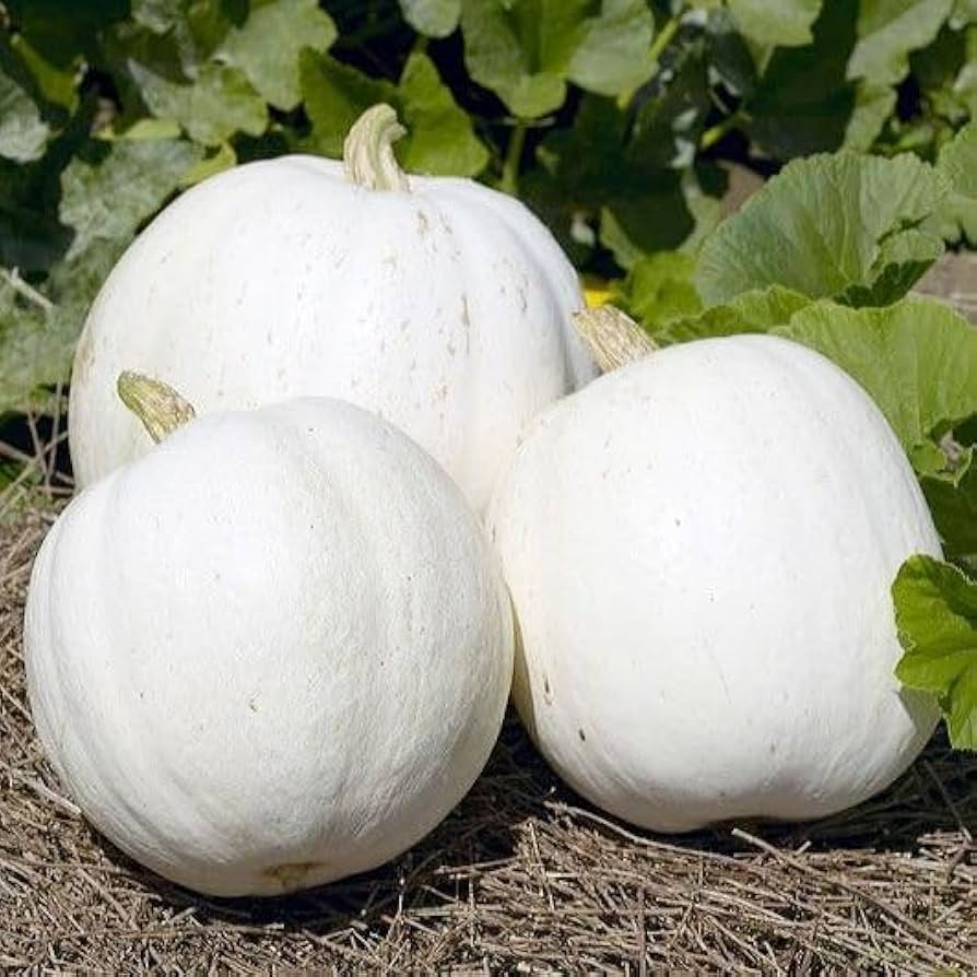 Aussaat guide für weiße pumpkin samen