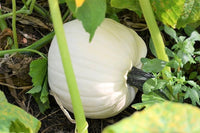 Weiße pumpkin wachsend on a garten vine