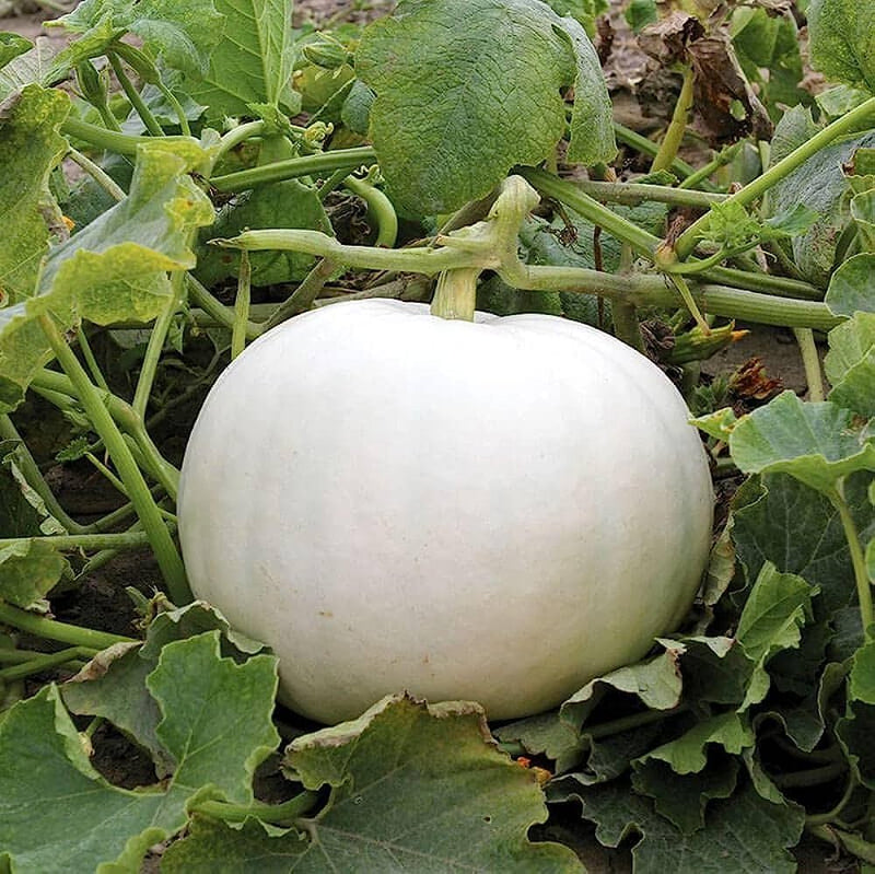 Weiße pumpkin samen für aussaat