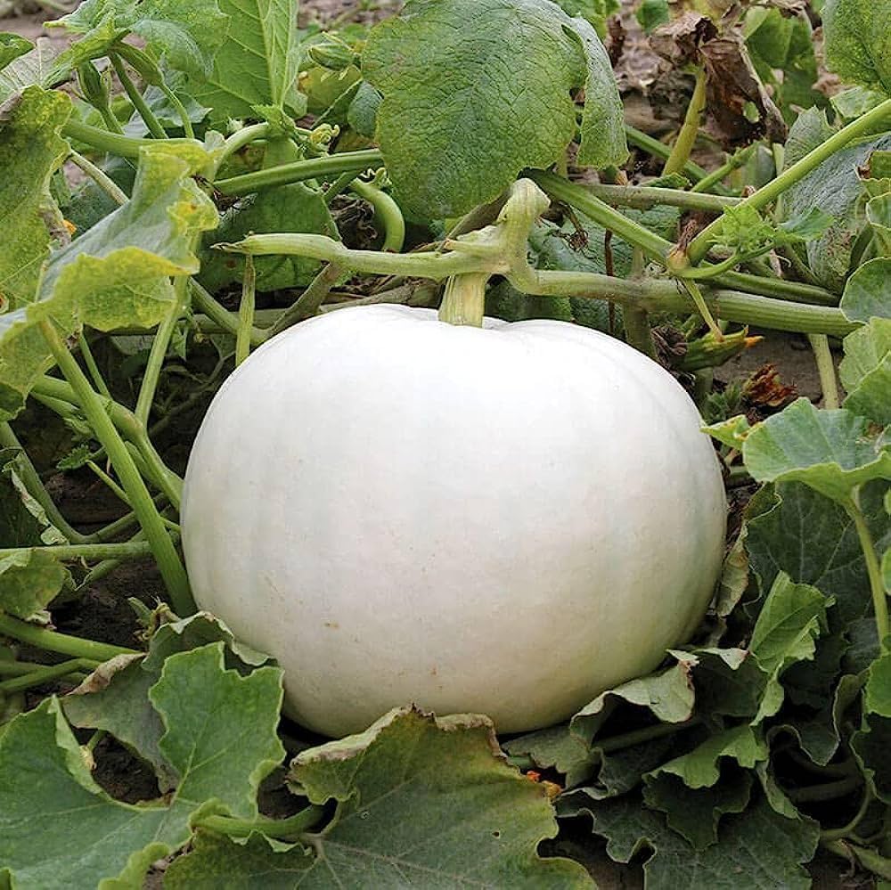 Weiße pumpkin samen für aussaat