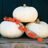 Weiße pumpkin samen ideal für backyard gardens