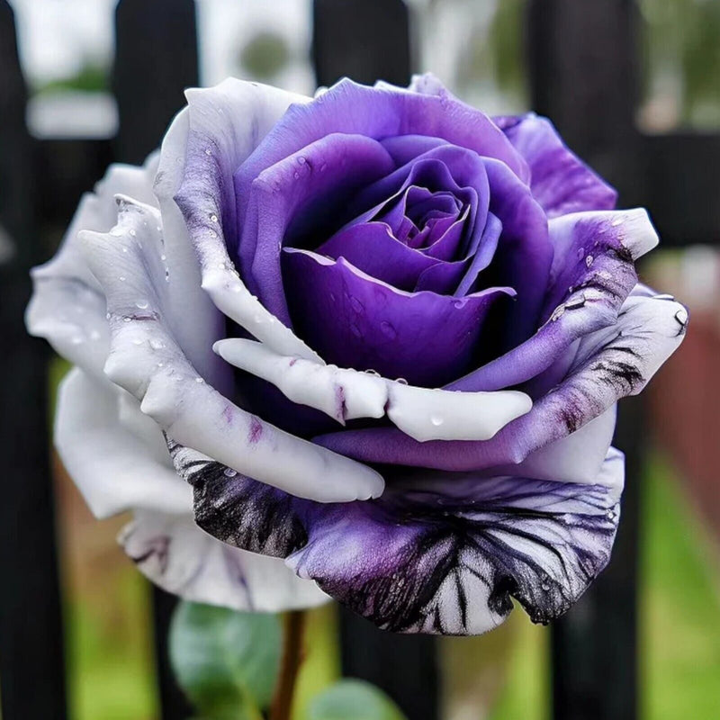 Anpflanzung away rose blume samen (weiß & lila)