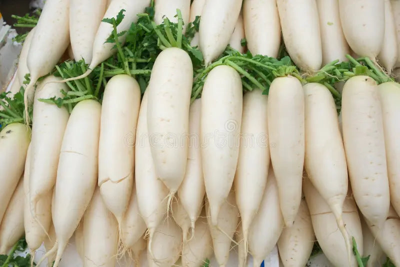 Semillas de rábano blanco para una siembra fácil