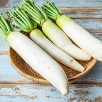 Weiße radish samen für aussaat in home gardens