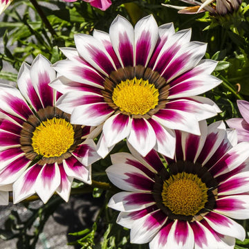Weiß & rot gazania blume samen for anpflanzung