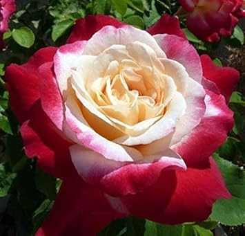 Weiß and rot rose blume samen for contrasting garten blooms