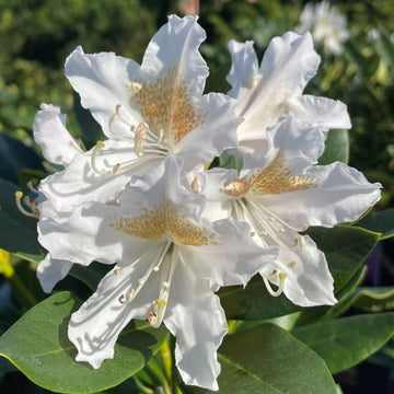 Weiß rhododendron blume samen for anpflanzung