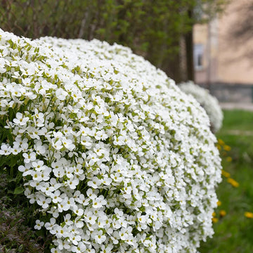 Weiß rock cress pflanze samen for anpflanzung