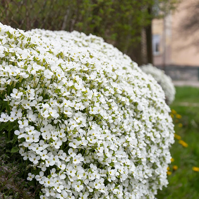 Weiß rock cress pflanze samen for anpflanzung