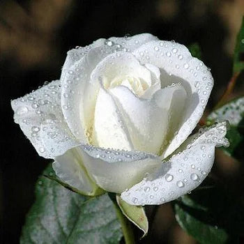 Weiß Rose Blumensamen zur Aussaat leuchtend Blüten Traditionssorte & ohne Gentechnik Samen Hausgarten