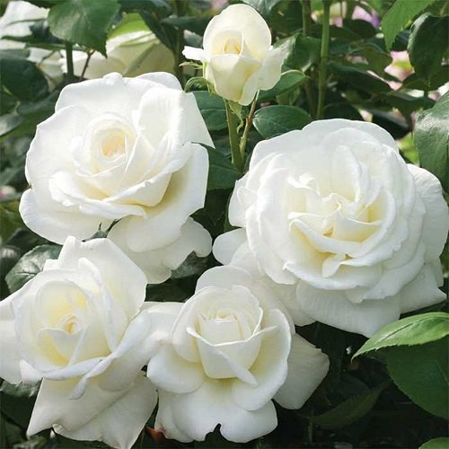 Weiß Rose Blumensamen zur Aussaat leuchtend Blüten Traditionssorte & ohne Gentechnik Samen Hausgarten