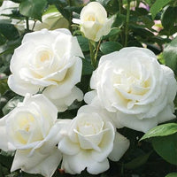 Weiß Rose Blumensamen zur Aussaat leuchtend Blüten Traditionssorte & ohne Gentechnik Samen Hausgarten
