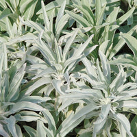 White Sage Blume spikes attracting pollinators