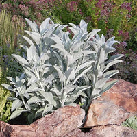 Young Salvia Apiana Seedlings Anbau in Soil