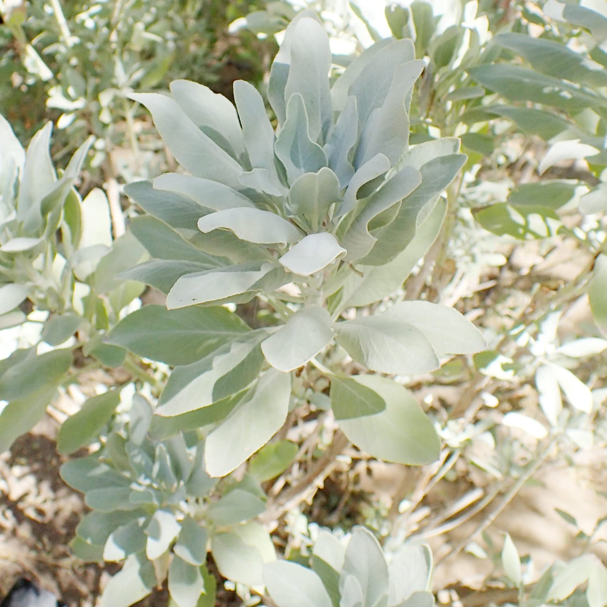 White Sage Samen Salvia apiana drought-tolerant ornamental