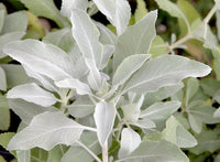 Sacred California White Sage Salvia Apiana gentechnikfrei Samen for Aussaat