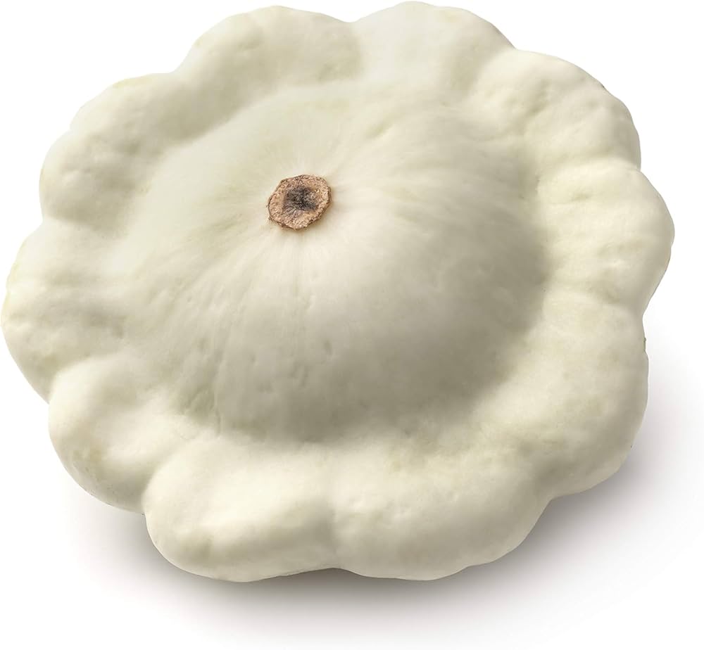 Weiße scallop patty pan squash pflanze wachsend in garten