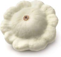 Weiße scallop patty pan squash pflanze wachsend in garten