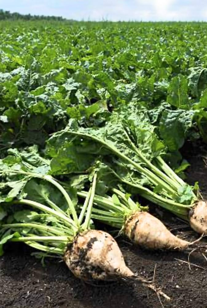 Sugar beet seedlings sprouting in soil
