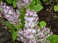 White Swan Clary Sage Kraut with white blooms