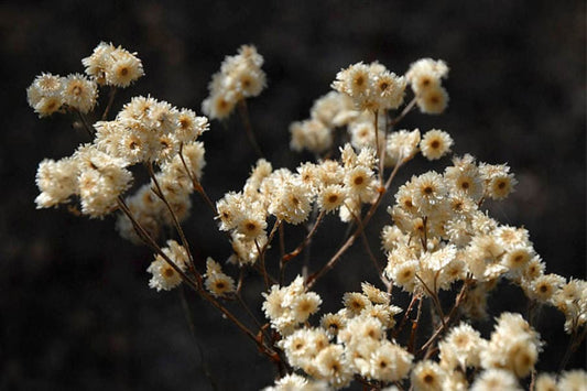 White Sweet Everlasting Gnaphalium obtusifolium Kraut Blume Samen for Aussaat