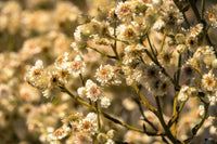 Close-up of white Sweet Everlasting wildflower blossoms