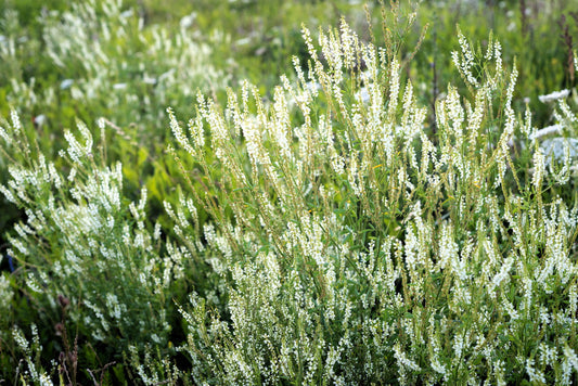 Packet of White Blossom Sweet Clover Blume Samen