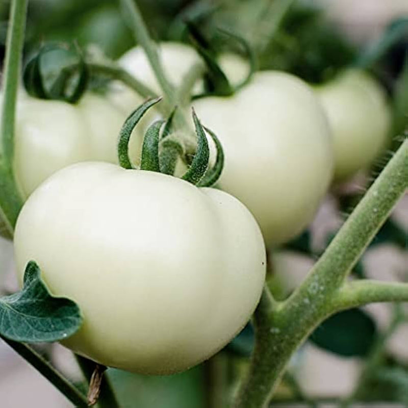 Weiße tomato samen für aussaat
