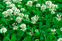 Weiß trifolium repens samen for anpflanzung beautiful lawn alternatives